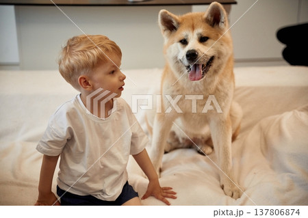 Sitting on the bed. Little boy is with Shibu Inu dog at home 137806874