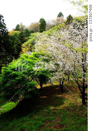 新緑のもみじと山桜 【神奈川県相模原市 4月】 新緑のもみじと山桜 【神奈川県相模原市 4月】 137807406