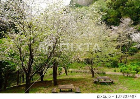 山桜咲く休憩所 【神奈川県相模原市 4月】 山桜咲く休憩所 【神奈川県相模原市 4月】 137807407