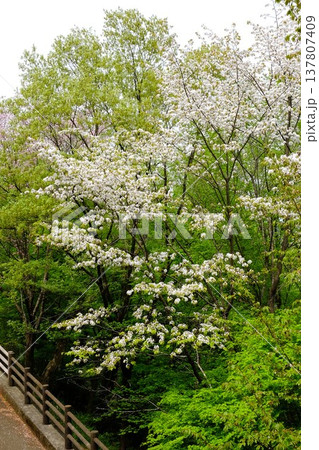 満開になった雑木林の桜　【神奈川県相模原市　4月】 137807409