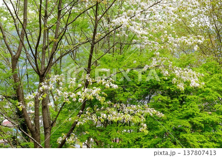 山桜と雑木林の新緑 【神奈川県相模原市 4月】 山桜と雑木林の新緑 【神奈川県相模原市 4月】 137807413