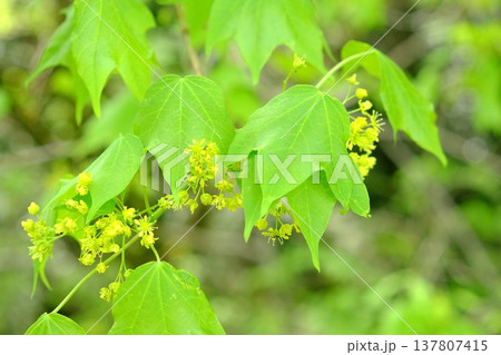 イタヤカエデの花と新葉 【神奈川県相模原市 4月】 イタヤカエデの花と新葉 【神奈川県相模原市 4月】 137807415