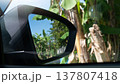 Mirror wing side of car with shadow of banana trees forest. Blured of banana tree outside under blue sky. 137807418