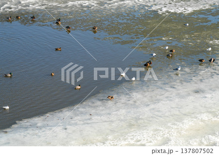 Wild Ducks and Seagulls Resting on Icy River Water During Winter Cold Season in Natural Habitat Wild Ducks and Seagulls Resting on Icy River Water During Winter Cold Season in Natural Habitat 137807502