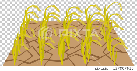 Image of rice paddies cracking and rice stalks wilting due to water shortage. 137807610