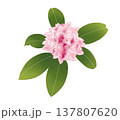 甘い香りを放ち、春の訪れを告げる沈丁花 137807620