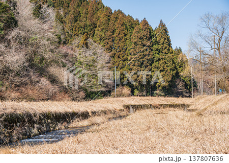 奥琵琶湖を流れる清流　大川　滋賀県長浜市西浅井町 137807636