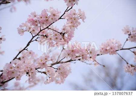 神代曙 桜 神代曙 桜 137807637
