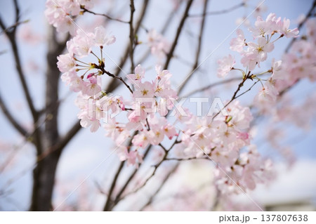 神代曙 桜 137807638