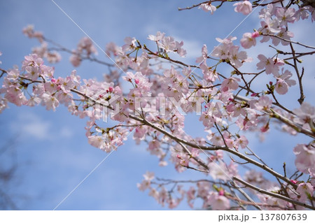 神代曙 桜 神代曙 桜 137807639