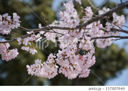 神代曙 桜 神代曙 桜 137807640