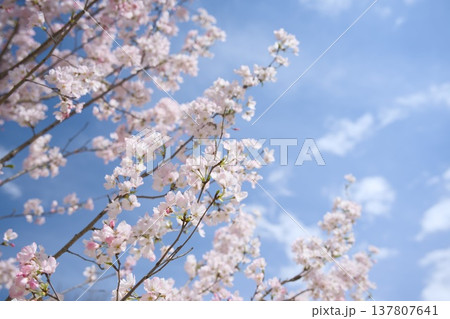 神代曙 桜 137807641