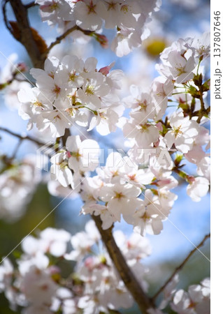 街中の桜 街中の桜 137807646
