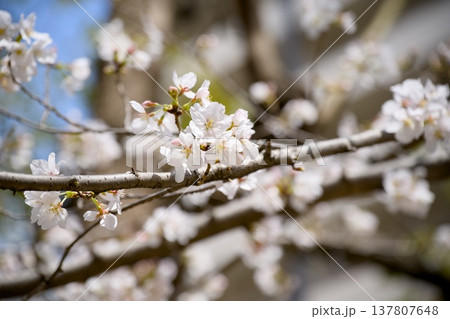 街中の桜 街中の桜 137807648