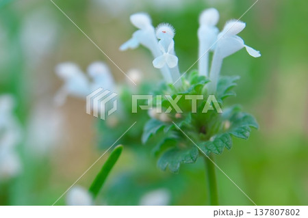 白いホトケノザのアップ 137807802