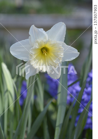Daffodil Ice Follies 137807903