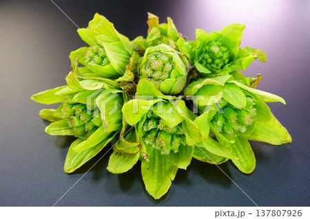 フキノトウ　ふきのとう　蕗の薹 137807926