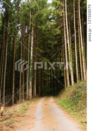A peaceful forest trail meanders gracefully through towering trees, bathed in sunlight beneath a bright, clear sky on a calm afternoon A peaceful forest trail meanders gracefully through towering trees, bathed in sunlight beneath a bright, clear sky on a calm afternoon 137808079