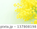 美しいミモザの花、白背景 137808198