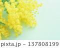 透明感のあるミモザの花、室内、白背景 137808199