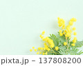 ミモザの花、室内、ナチュラル 137808200
