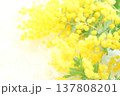 ミモザの花束 137808201