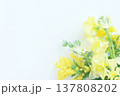 カラフルなミモザの花、白背景 137808202