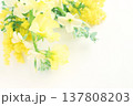 ミモザの花束 137808203