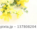 透明感のあるミモザの花、室内、白背景 137808204