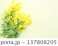 春をイメージしたミモザの花、室内、白背景 137808205