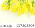透明感のあるミモザの花、白背景 137808206