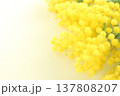 ミモザの花 137808207