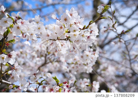 夙川の桜 137808209