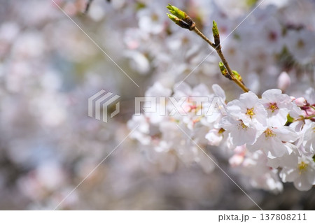 夙川の桜 137808211
