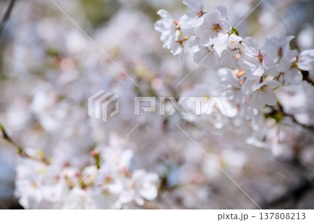 夙川の桜 夙川の桜 137808213