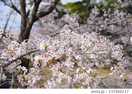 夙川の桜 夙川の桜 137808217