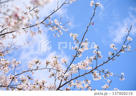 夙川の桜 夙川の桜 137808219