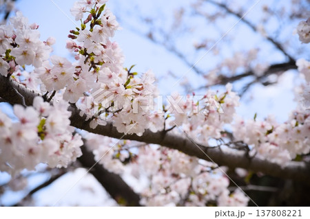 夙川の桜 137808221