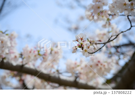 夙川の桜 137808222