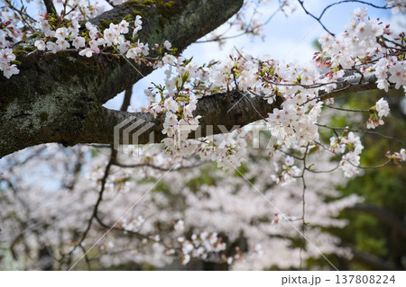 夙川の桜 137808224
