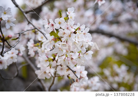 夙川の桜 137808228