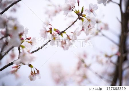 夙川の桜 137808229