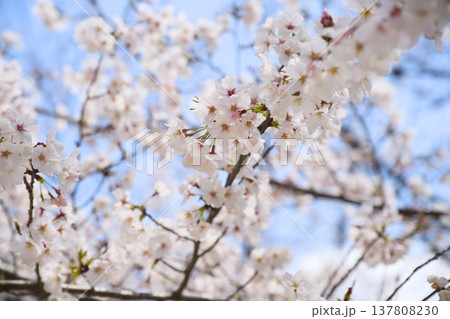 夙川の桜 137808230