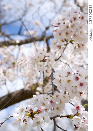 夙川の桜 夙川の桜 137808232