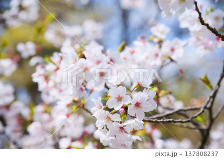 夙川の桜 夙川の桜 137808237