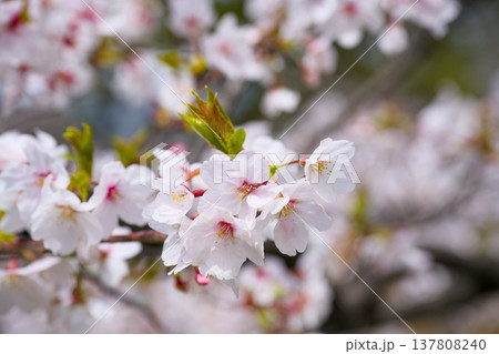 夙川の桜 137808240