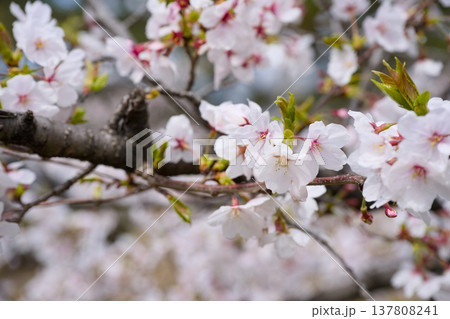 夙川の桜 137808241