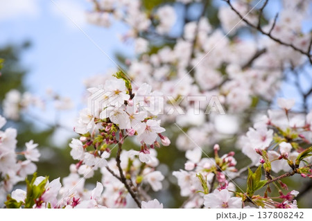 夙川の桜 137808242
