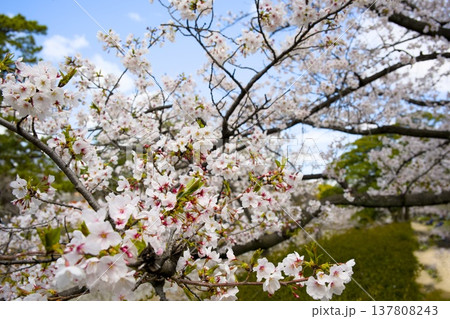 夙川の桜 夙川の桜 137808243