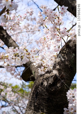 夙川の桜 137808246